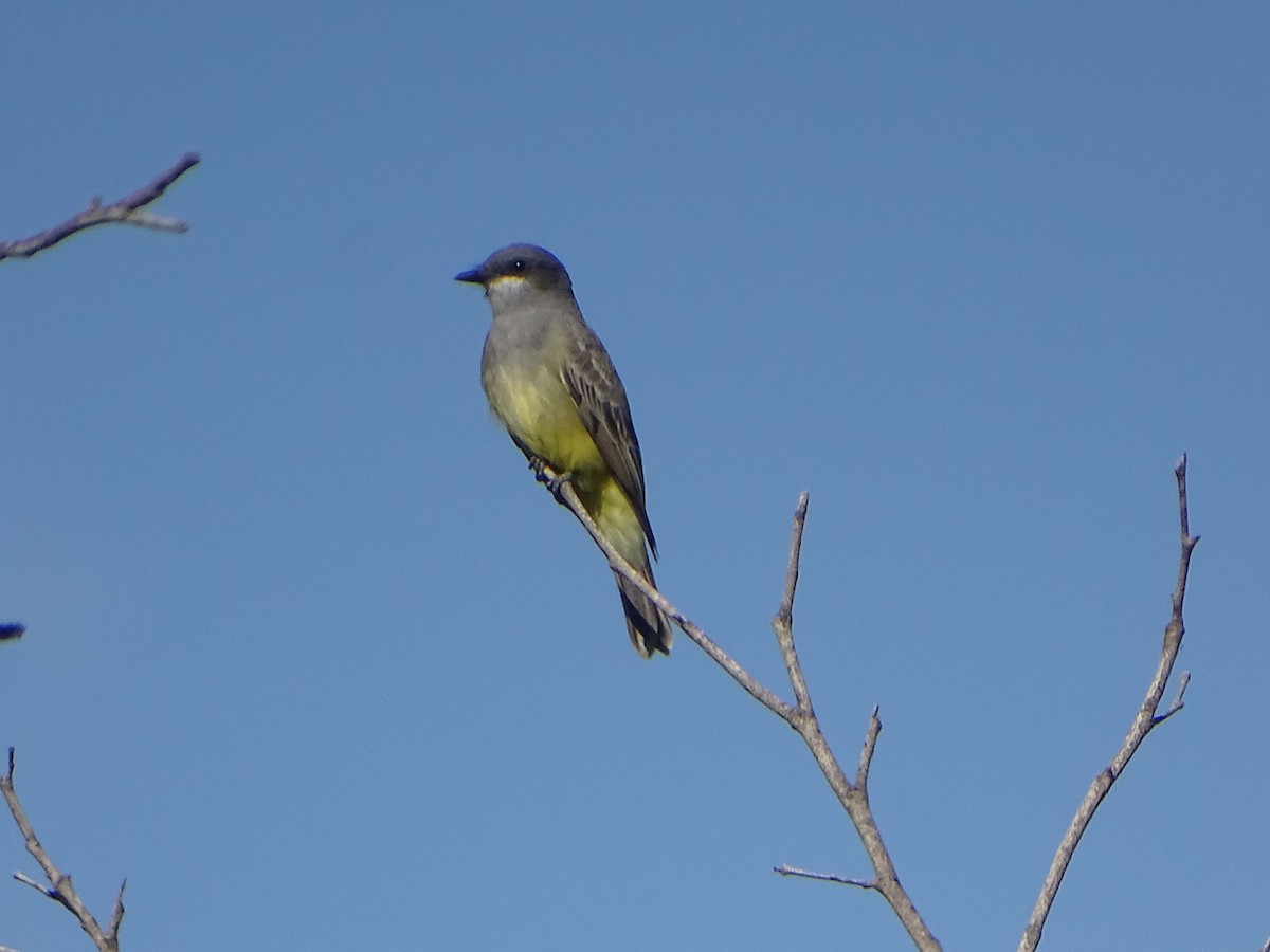 Cassin's Kingbird - ML507940061