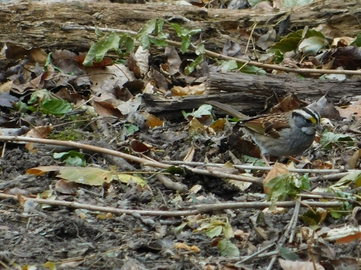 White-throated Sparrow - ML507942881