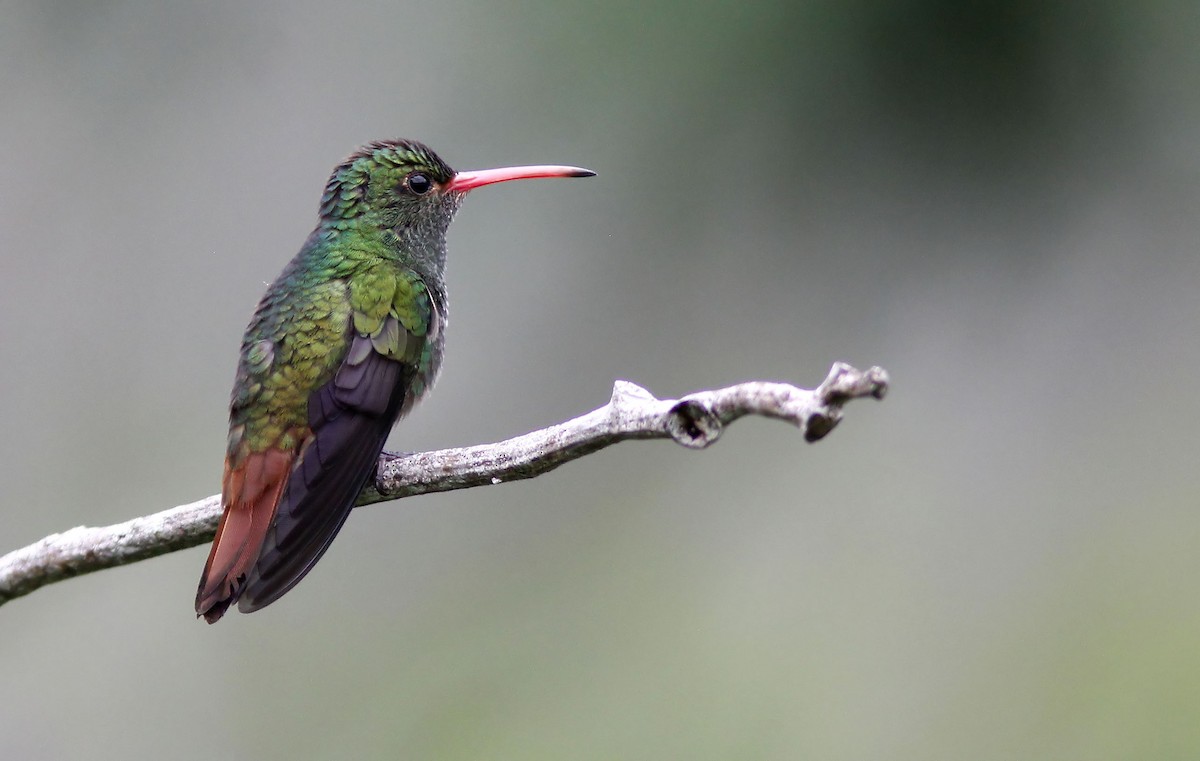 Rufous-tailed Hummingbird - Patrick Laporte