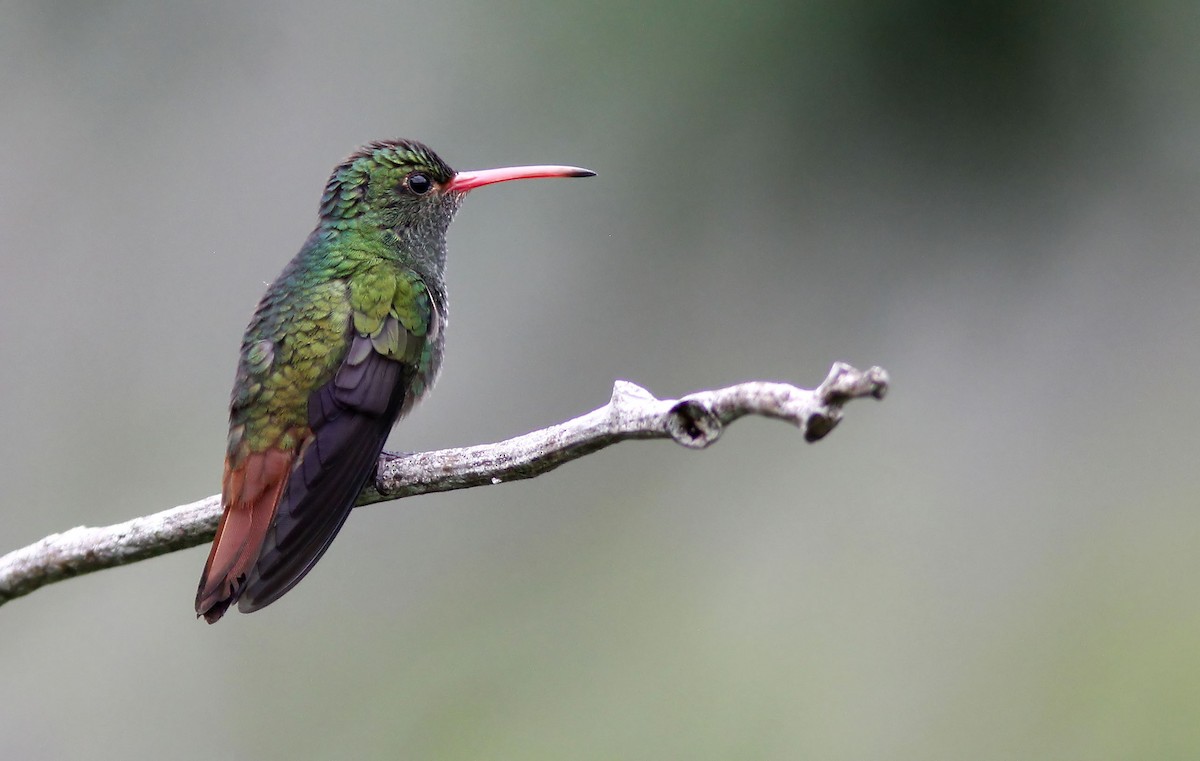 Rufous-tailed Hummingbird - ML507942911