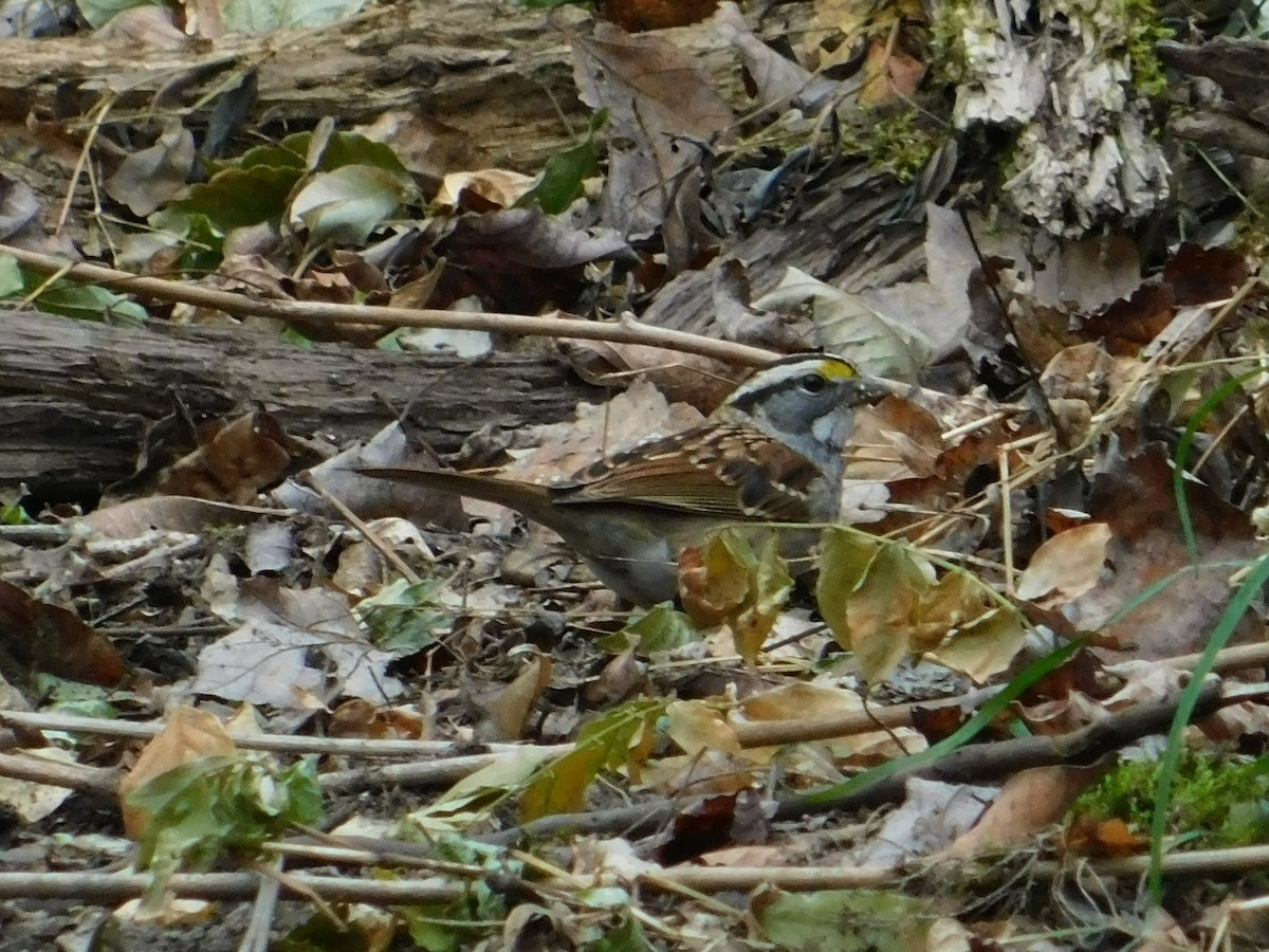 White-throated Sparrow - ML507942931