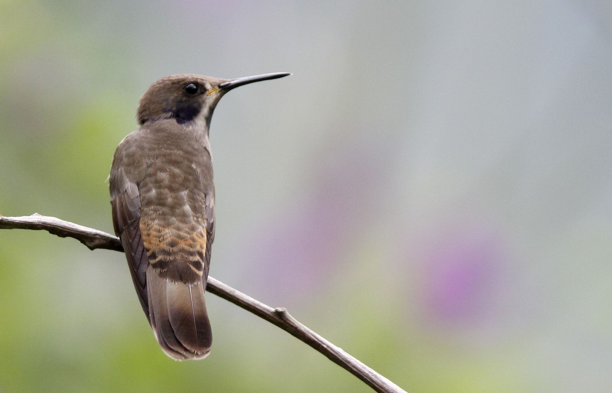 kolibřík fialovouchý - ML507944611