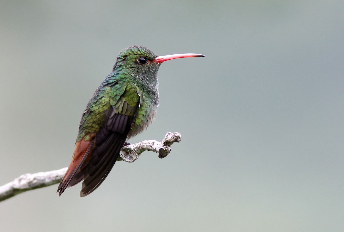 Rufous-tailed Hummingbird - Patrick Laporte