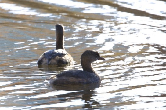 Pied-billed Grebe - ML507946661