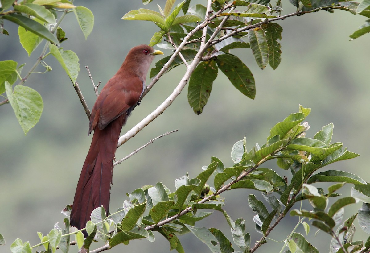 Squirrel Cuckoo - ML507946681