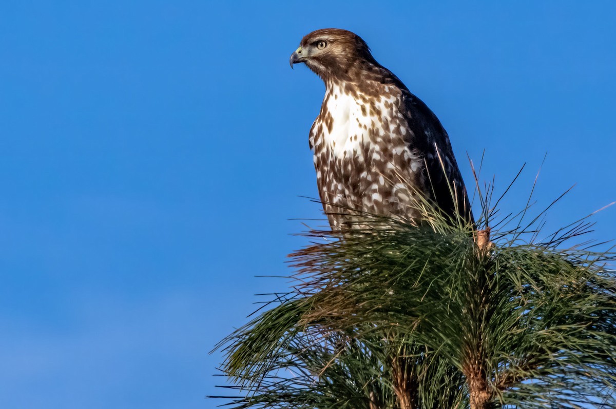 Red-tailed Hawk - Phil Kahler