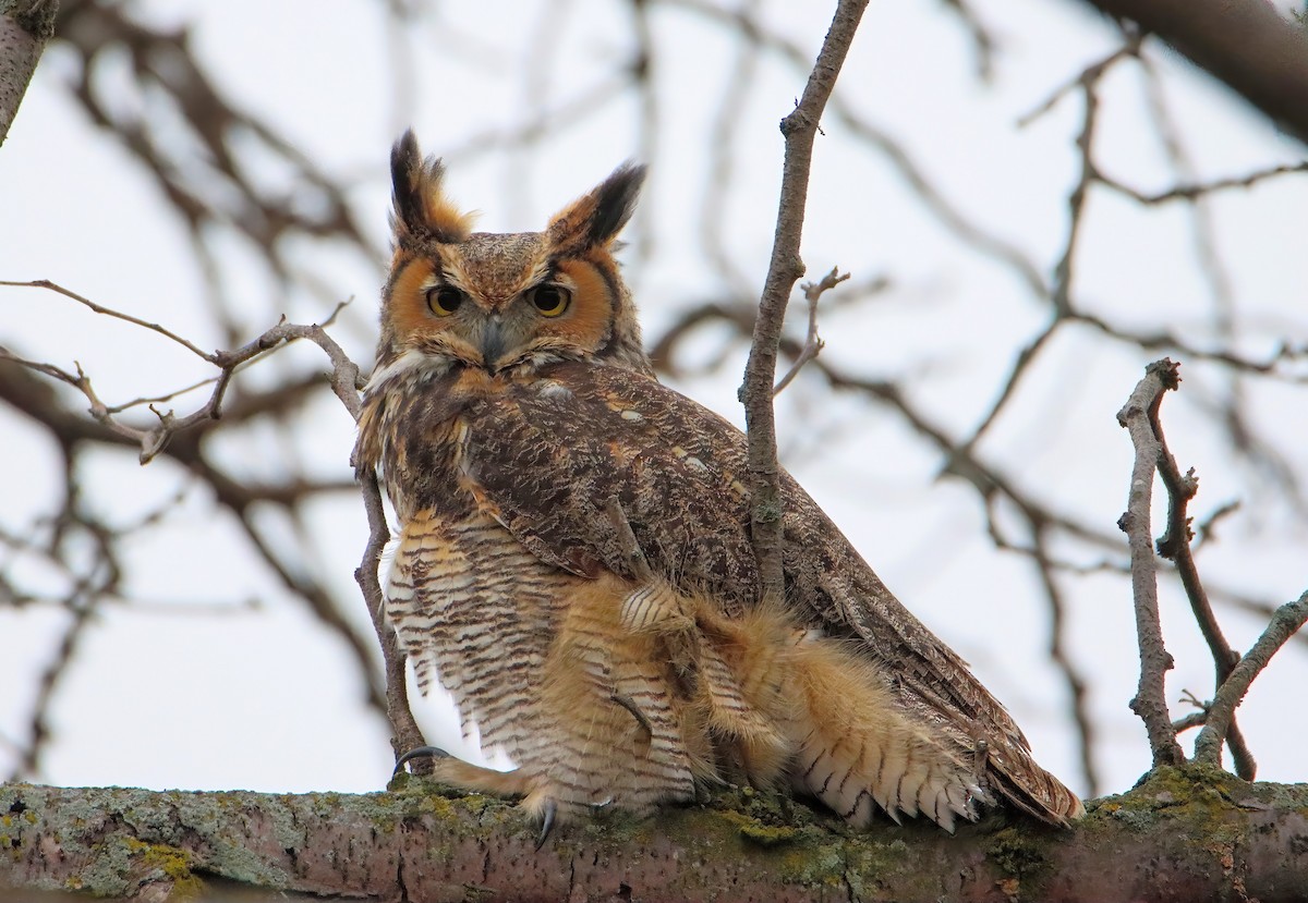 Great Horned Owl - ML507948721