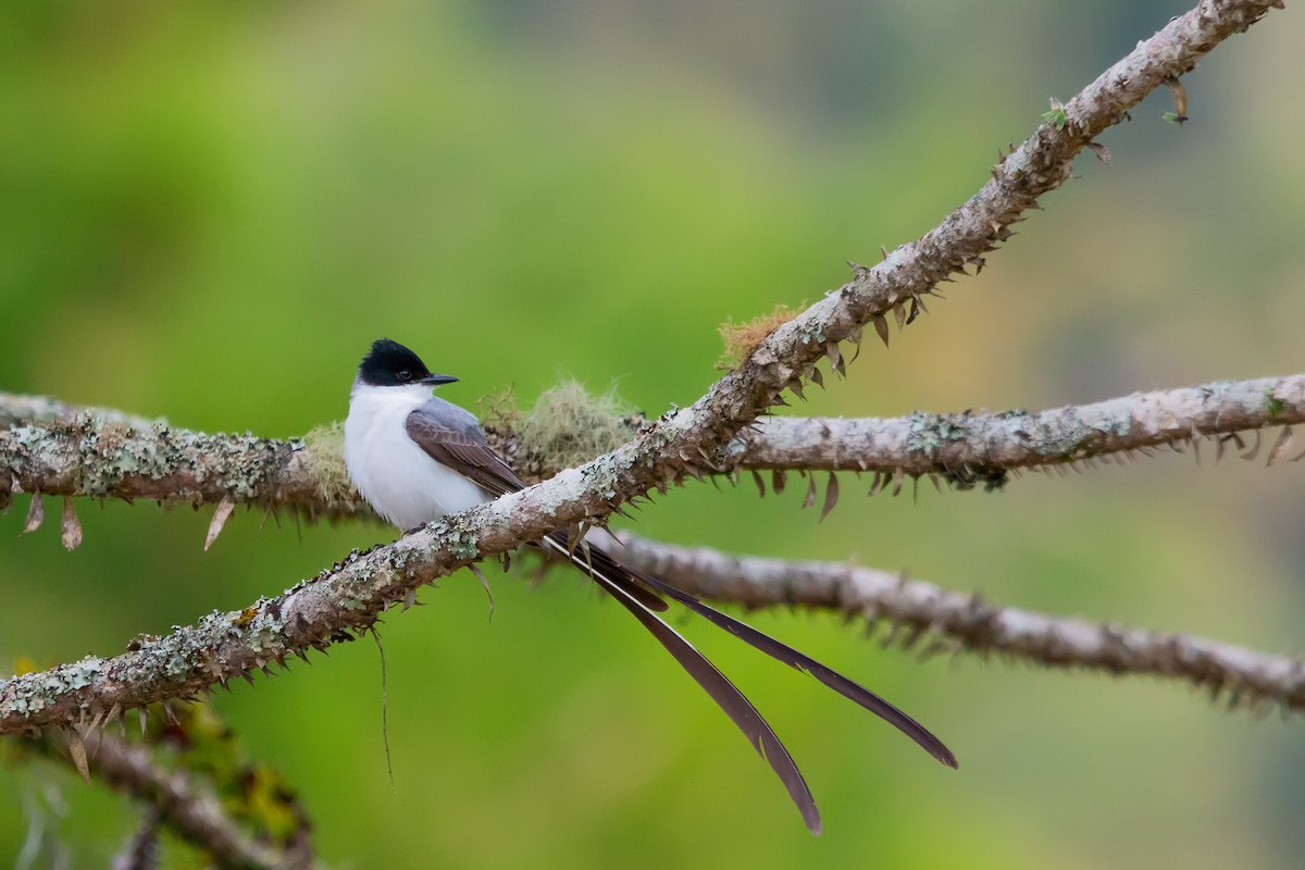 Fork-tailed Flycatcher - ML507949081