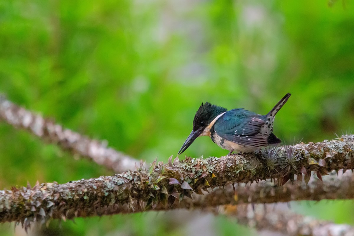 Green Kingfisher - ML507949101