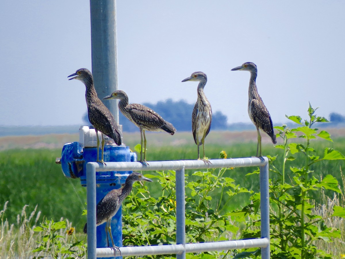 Yellow-crowned Night Heron - ML50794921