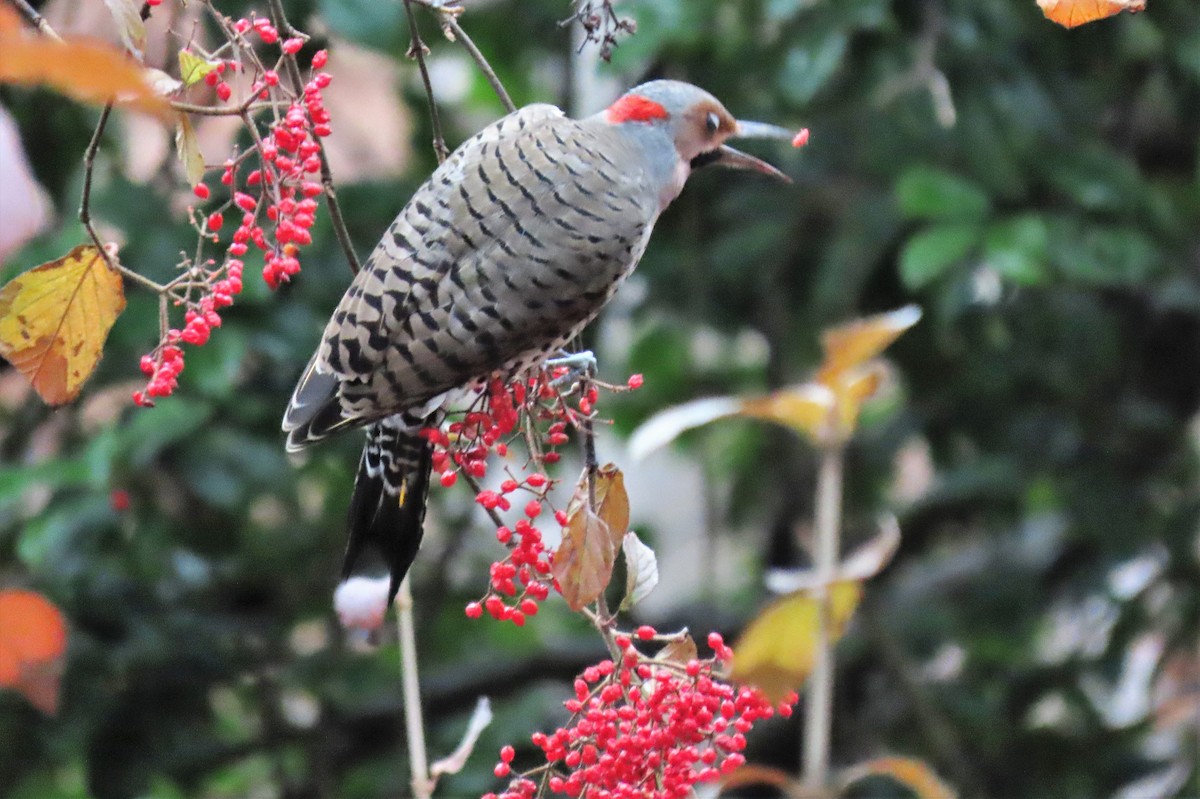 Northern Flicker - ML507949961