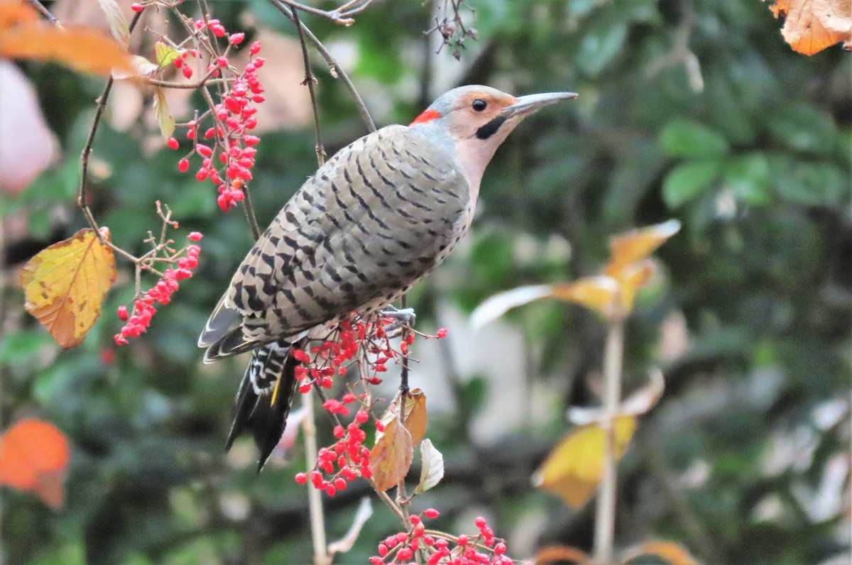 Northern Flicker - ML507950091