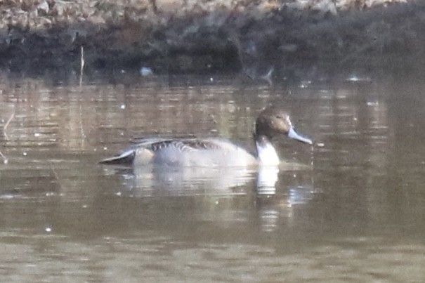 Northern Pintail - ML507950241