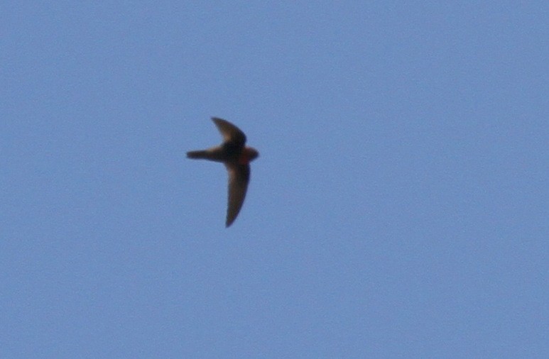 Chestnut-collared Swift - ML50795031