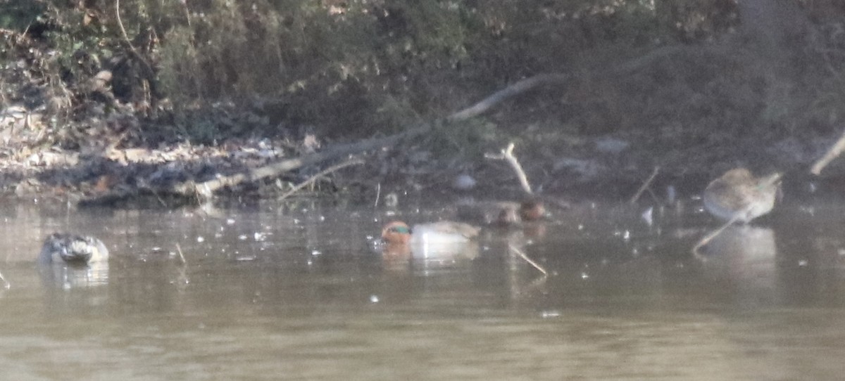 Green-winged Teal - Kelly Krechmer