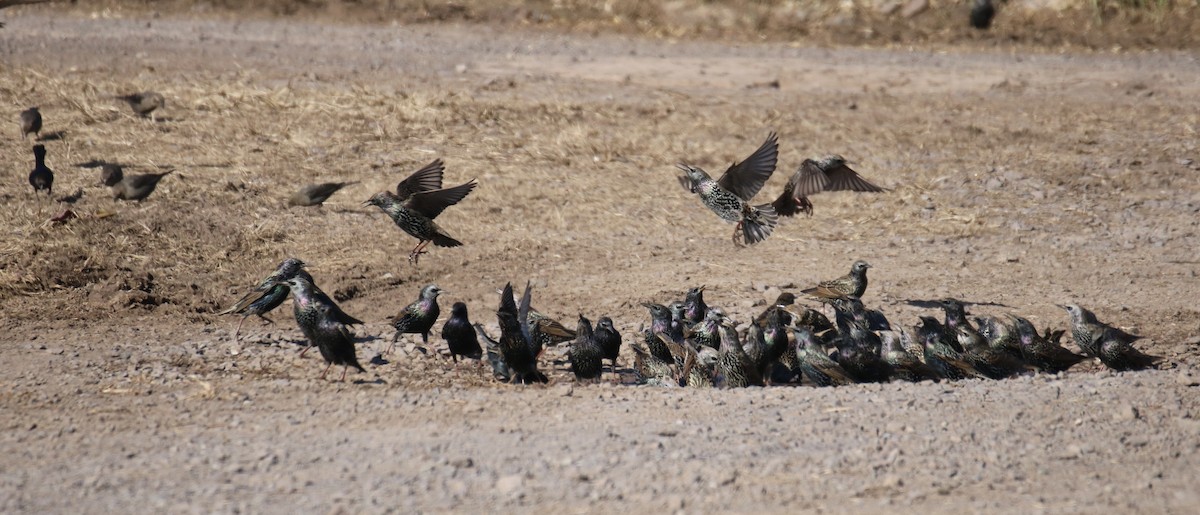 European Starling - ML507950601