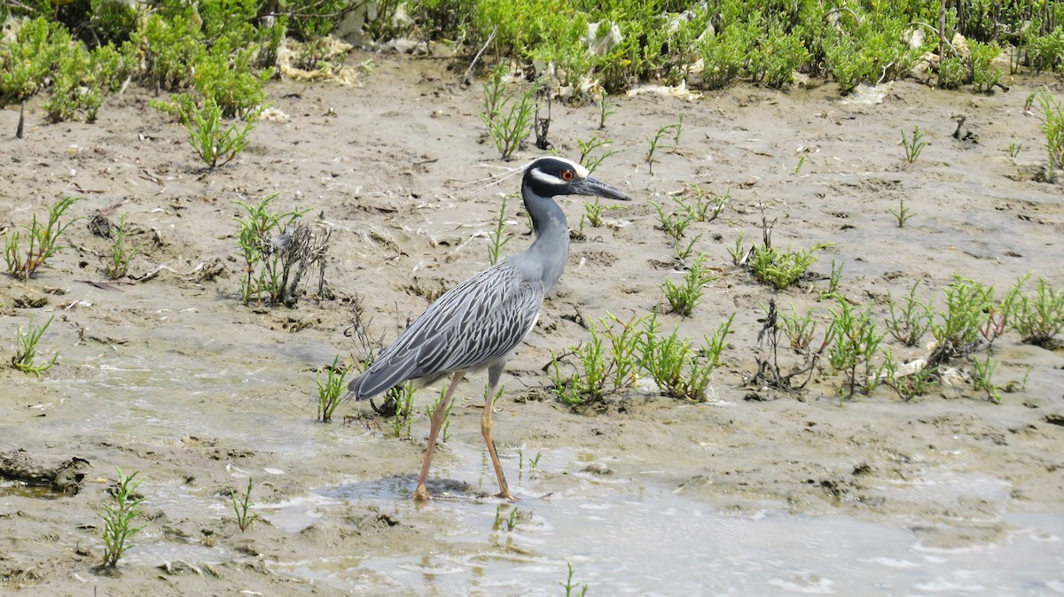 Yellow-crowned Night Heron - ML50795061