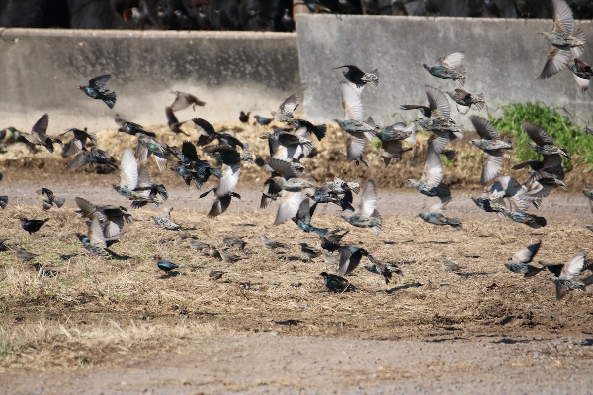 European Starling - ML507950621