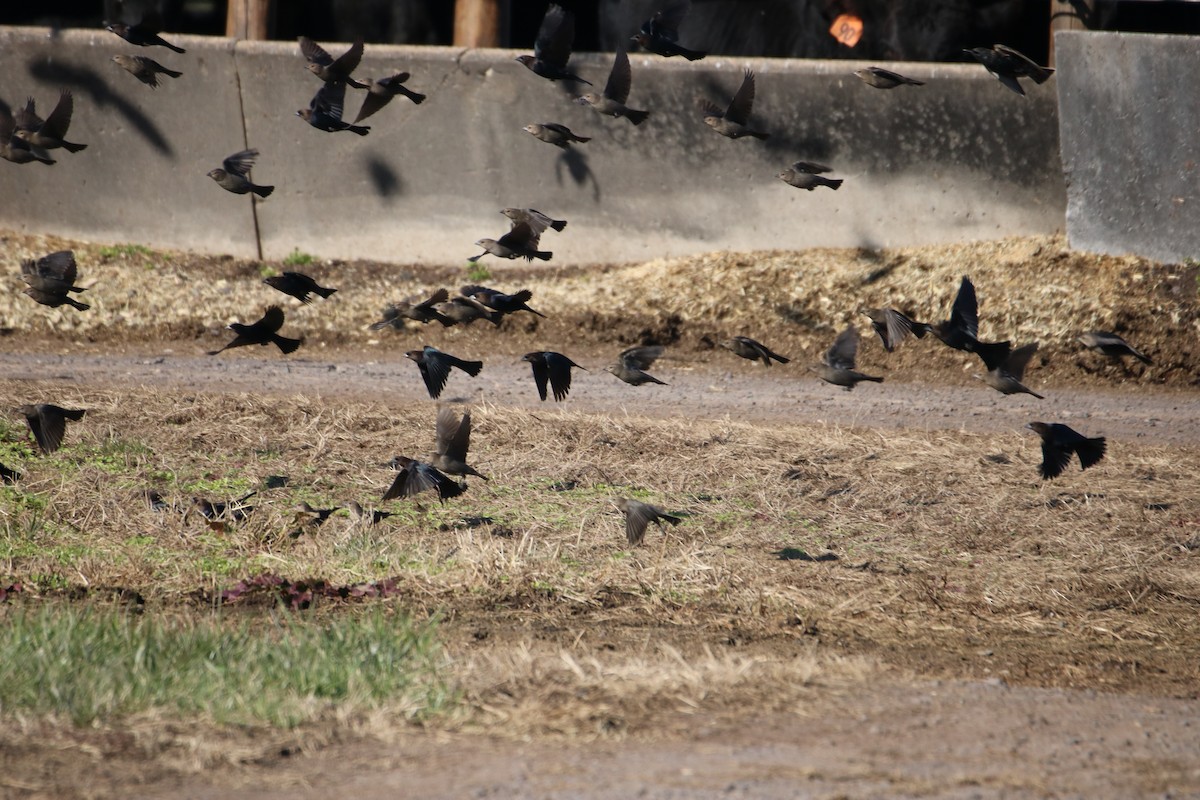 Brown-headed Cowbird - Kelly Krechmer