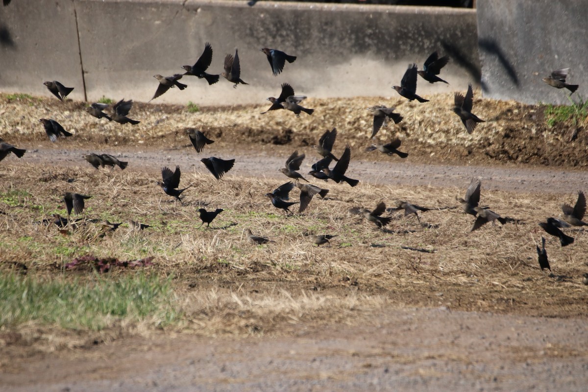 Brown-headed Cowbird - ML507950721