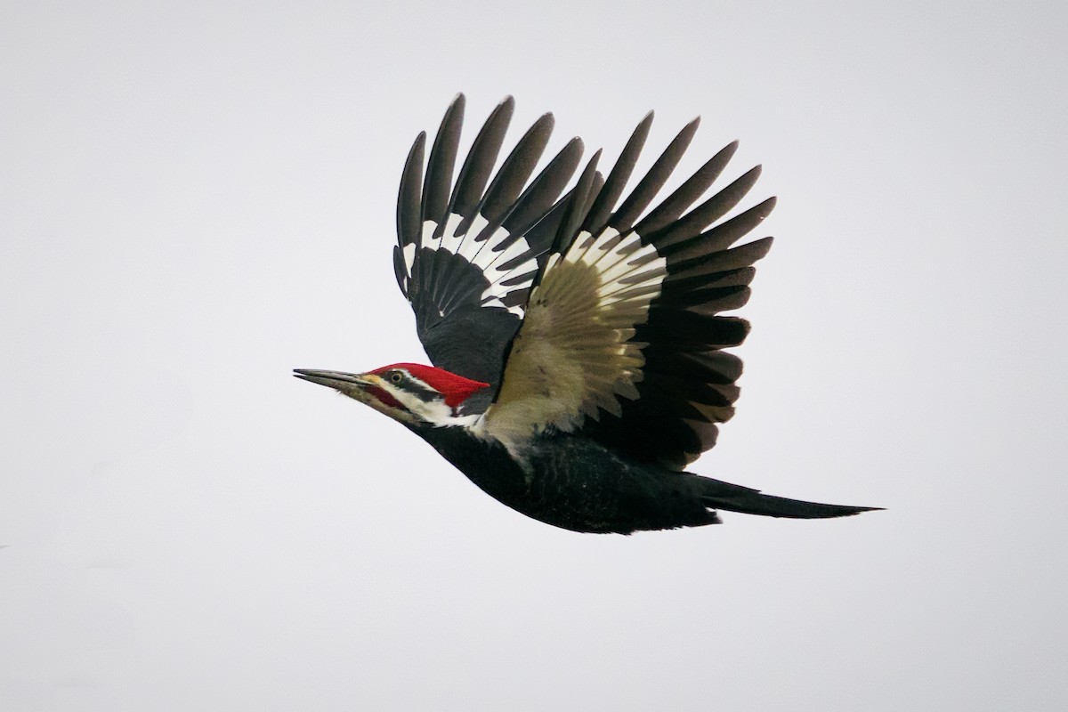 Pileated Woodpecker - Rick Wilhoit