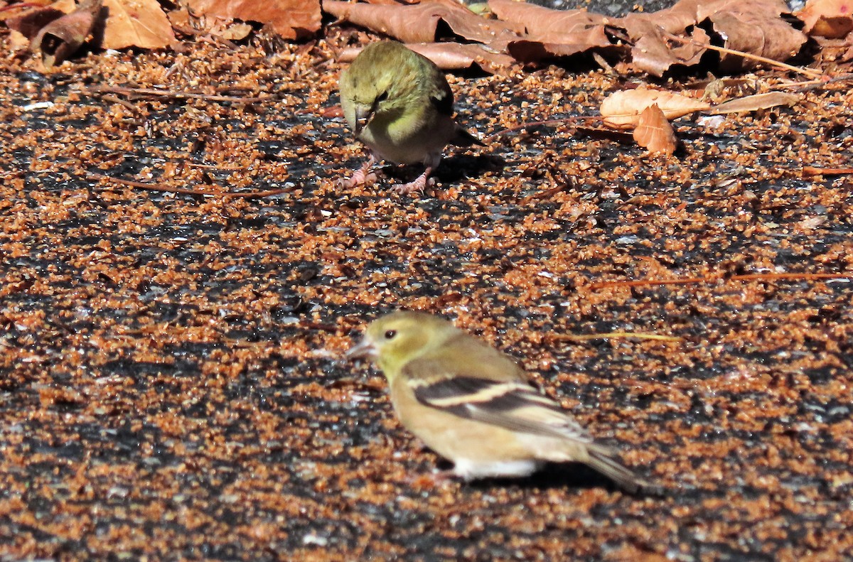 Chardonneret jaune - ML507951121