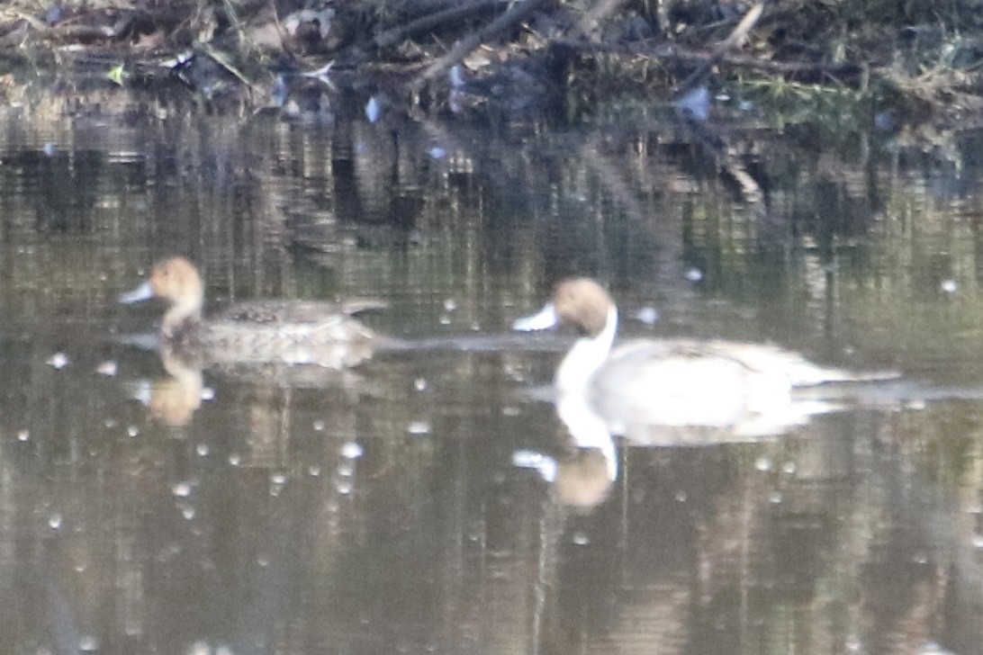 Northern Pintail - Kelly Krechmer