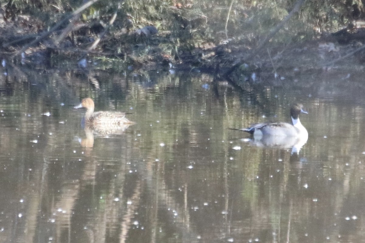 Northern Pintail - Kelly Krechmer