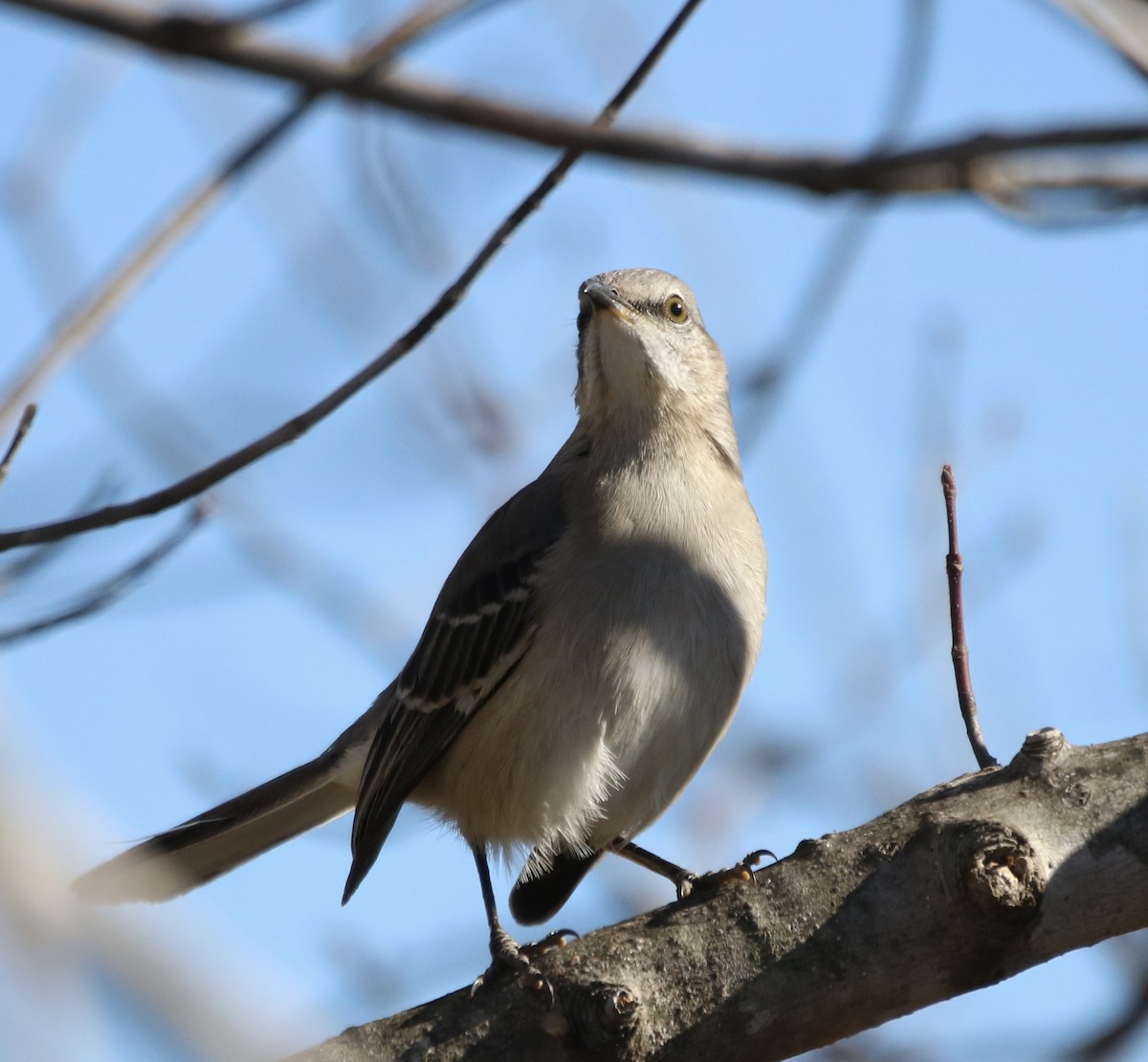 Northern Mockingbird - ML507951601