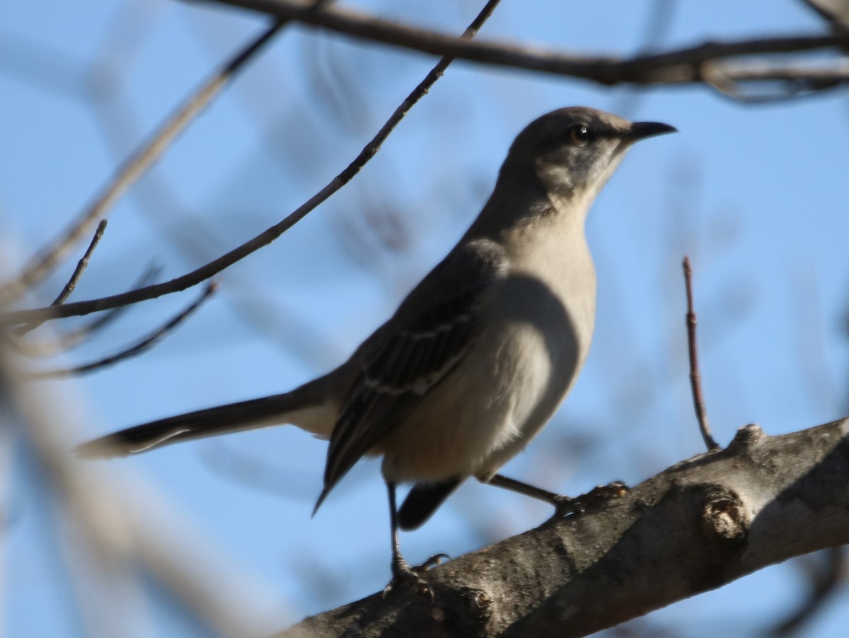 Northern Mockingbird - ML507951621