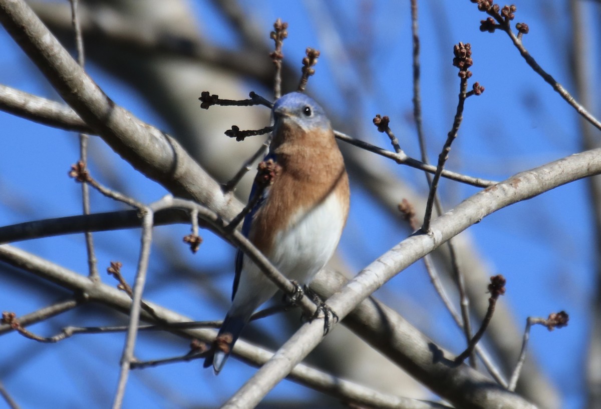 Eastern Bluebird - ML507951671