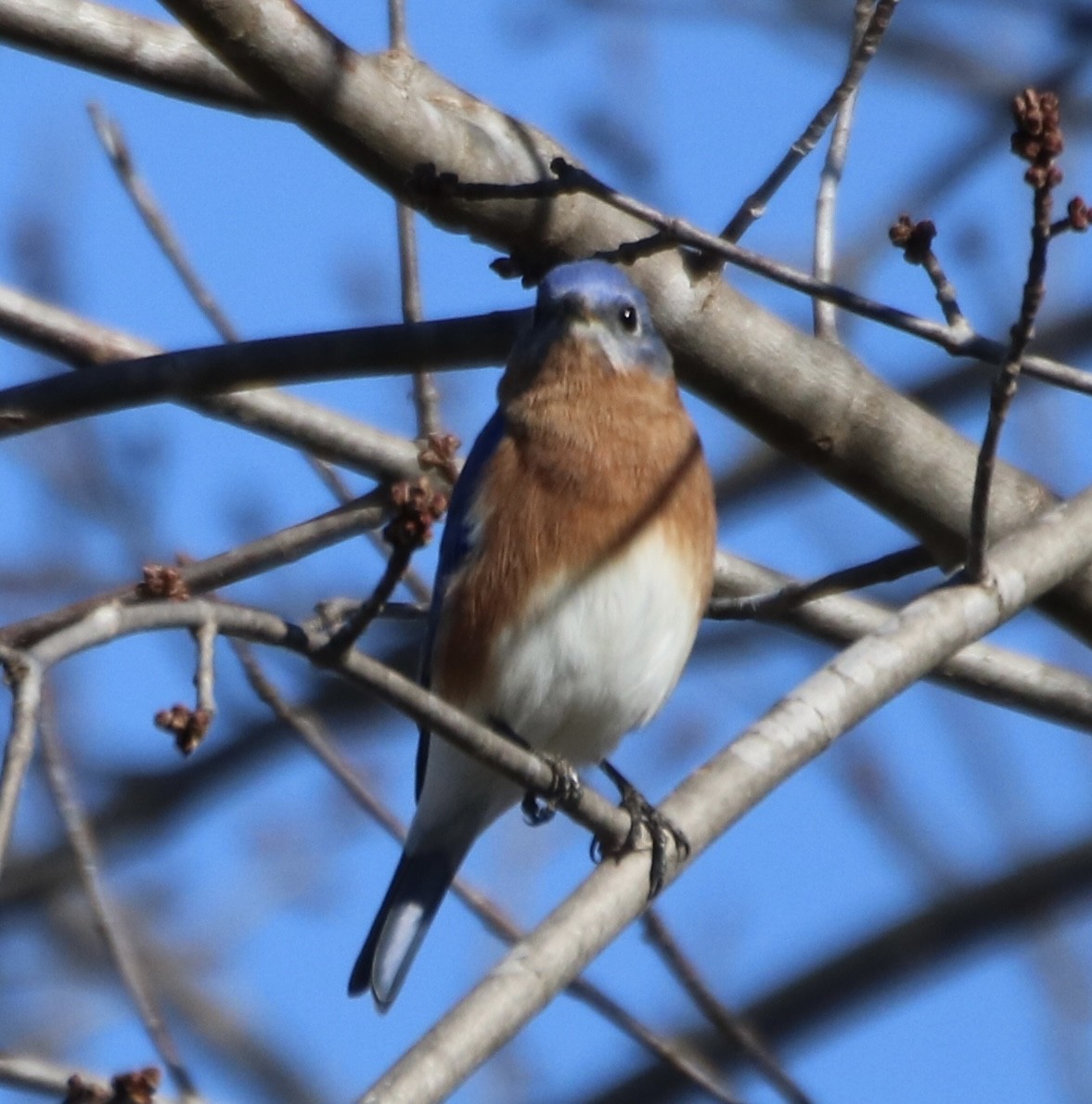 Eastern Bluebird - ML507951681