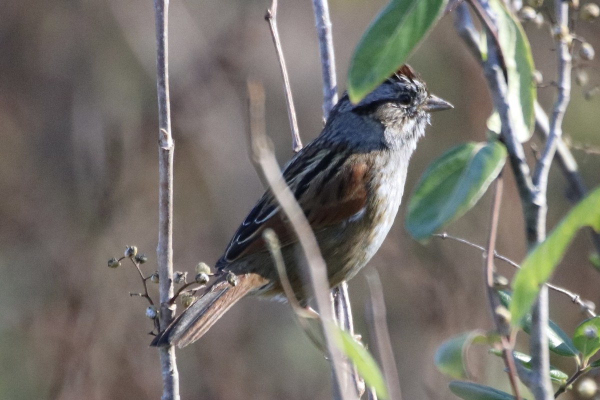 Swamp Sparrow - ML507951831