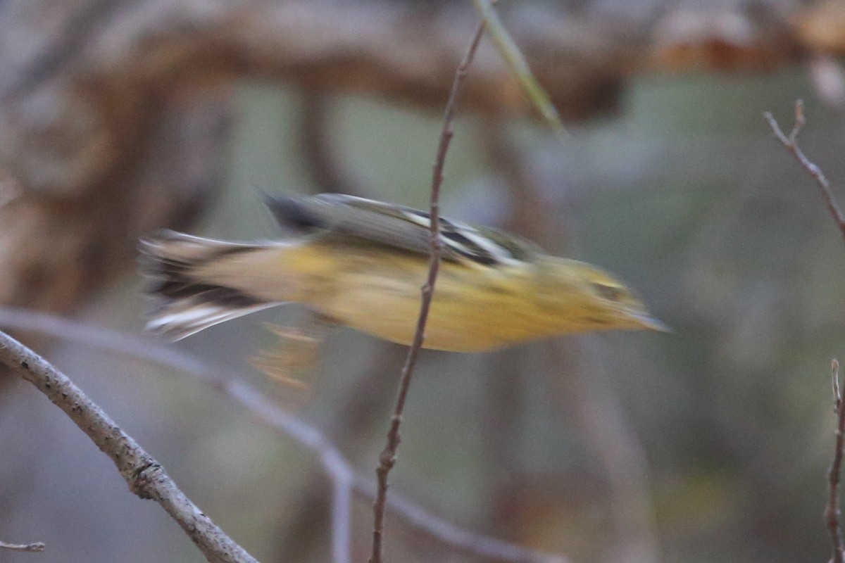 Blackpoll Warbler - ML507951851