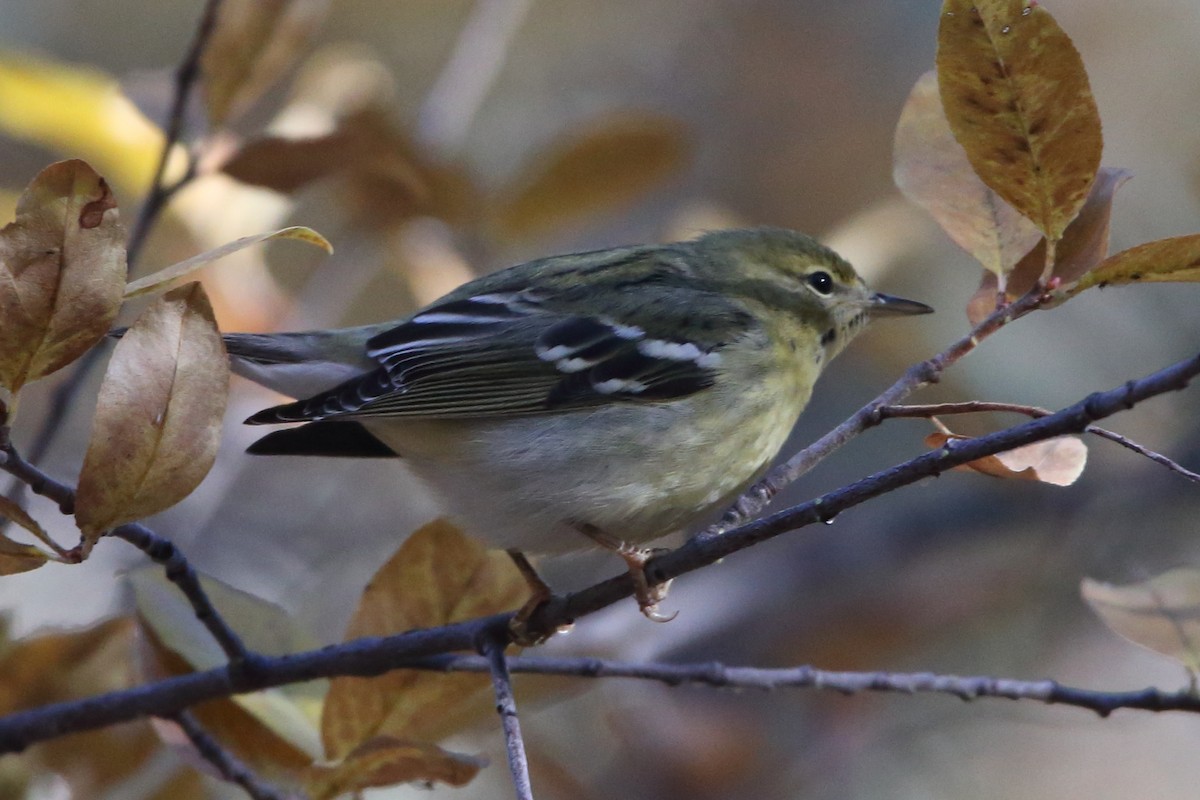 Blackpoll Warbler - ML507951861