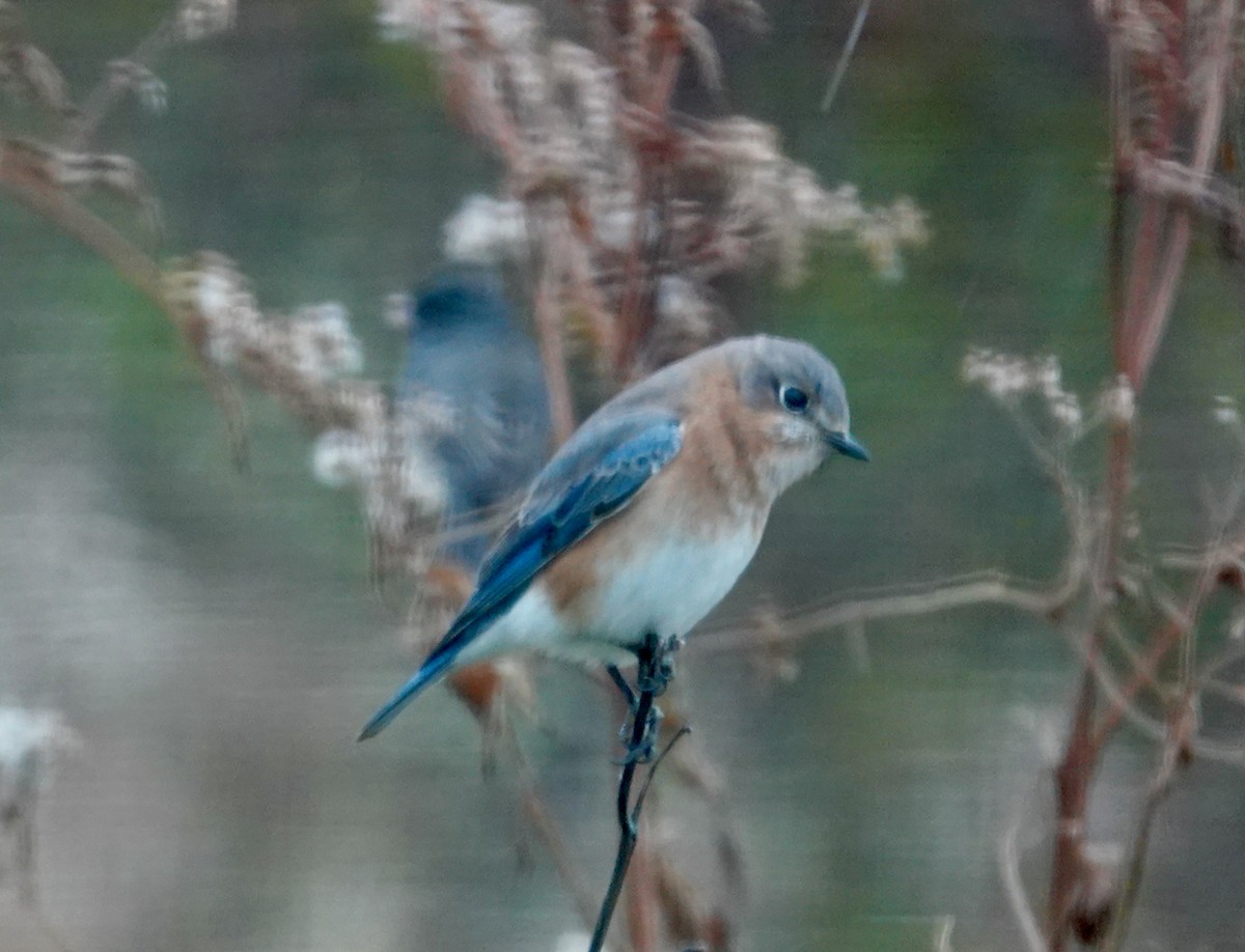 Eastern Bluebird - ML507952011
