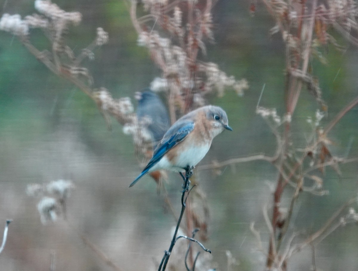 Eastern Bluebird - ML507952021