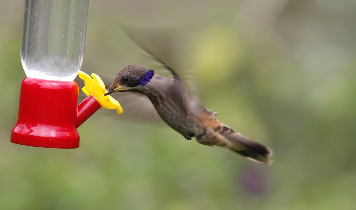 kolibřík fialovouchý - ML507952331