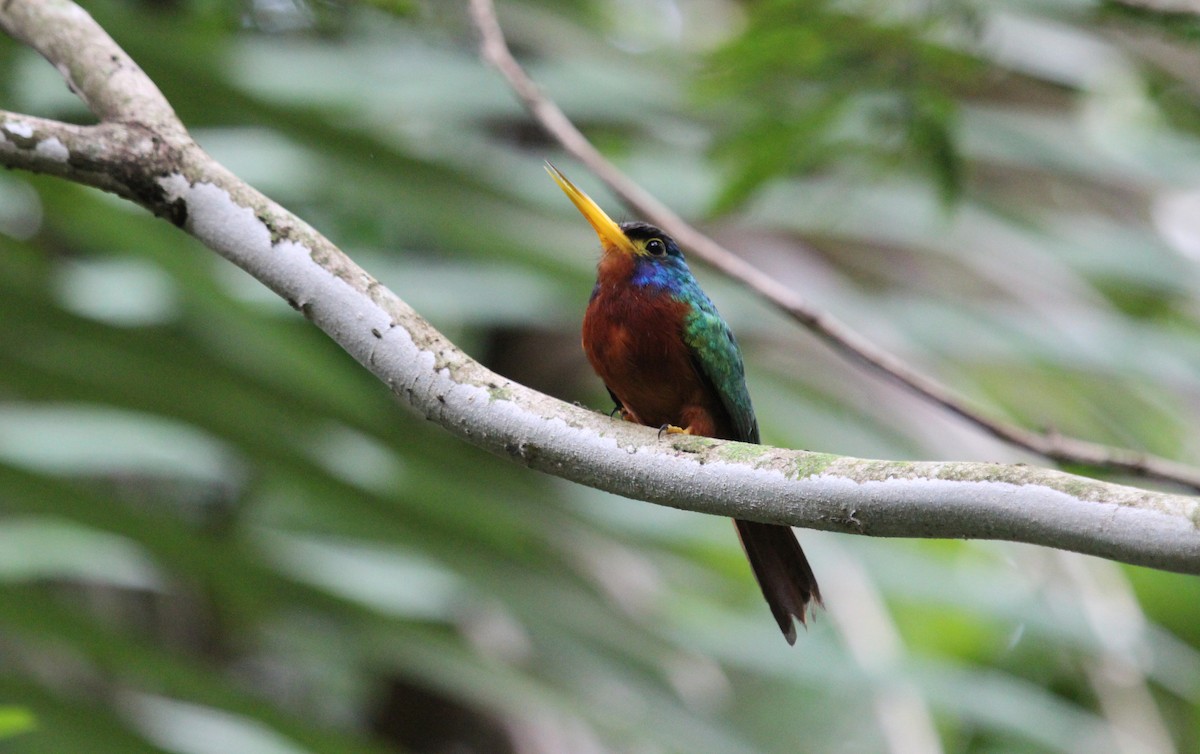 Blue-cheeked Jacamar - Alexander Lees