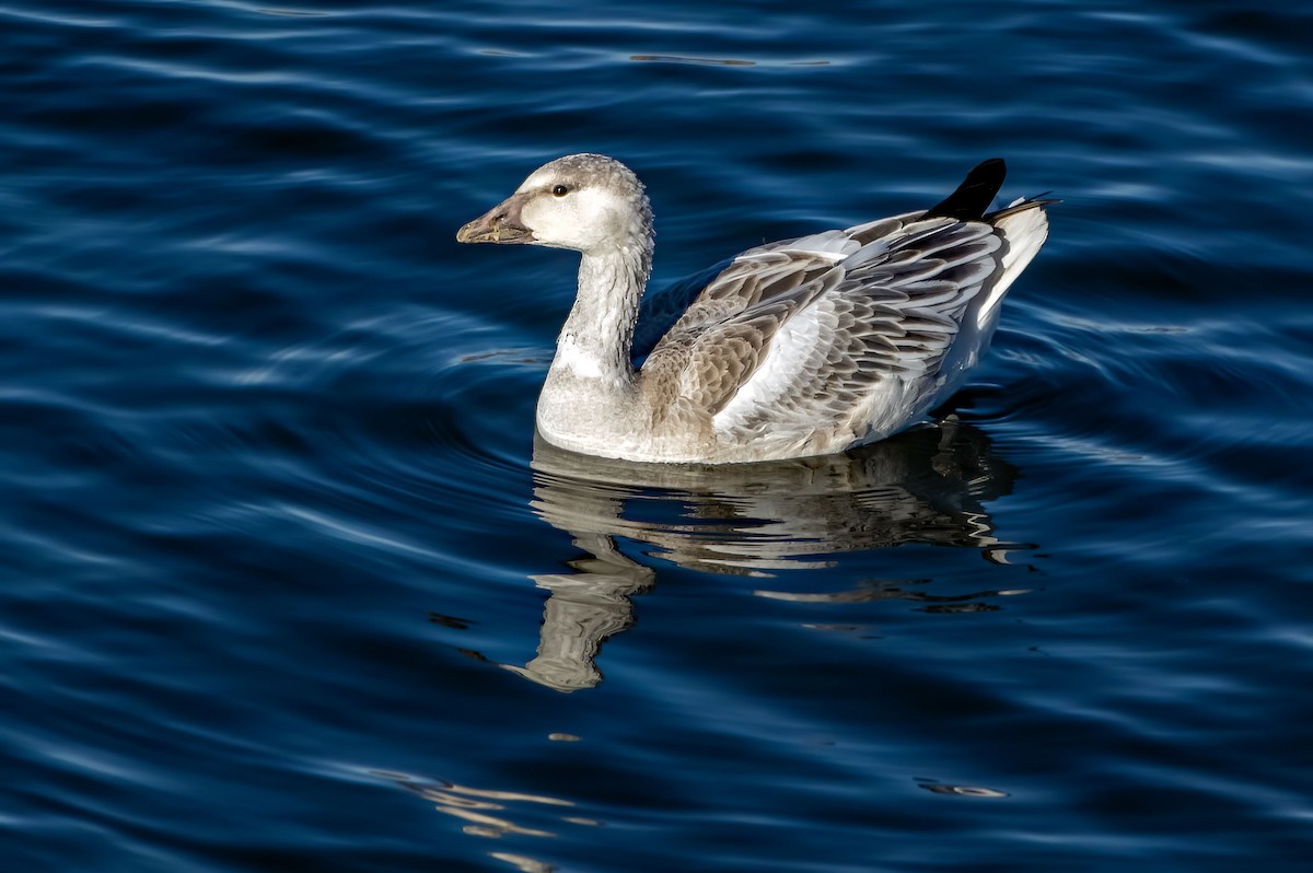 Snow Goose - ML507952561