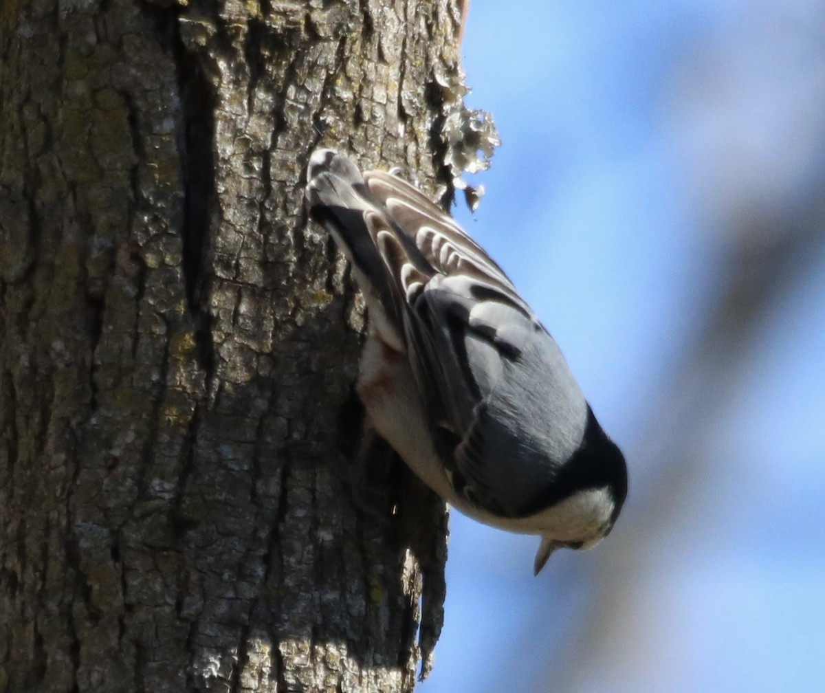 White-breasted Nuthatch - Kelly Krechmer