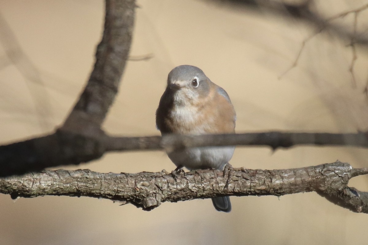 Eastern Bluebird - ML507952761