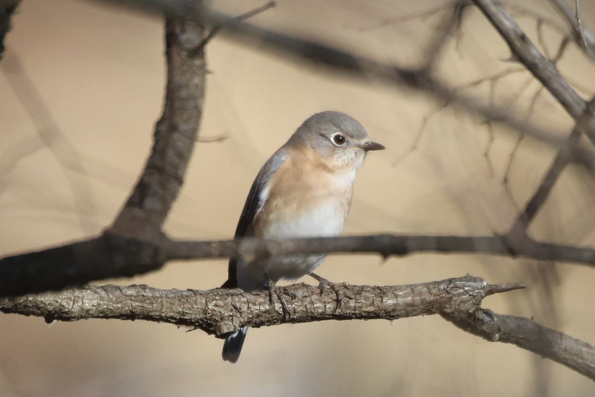 Eastern Bluebird - Kelly Krechmer