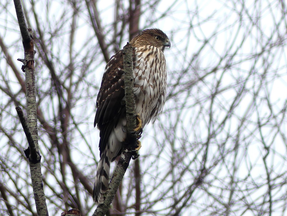 Cooper's Hawk - ML507952871