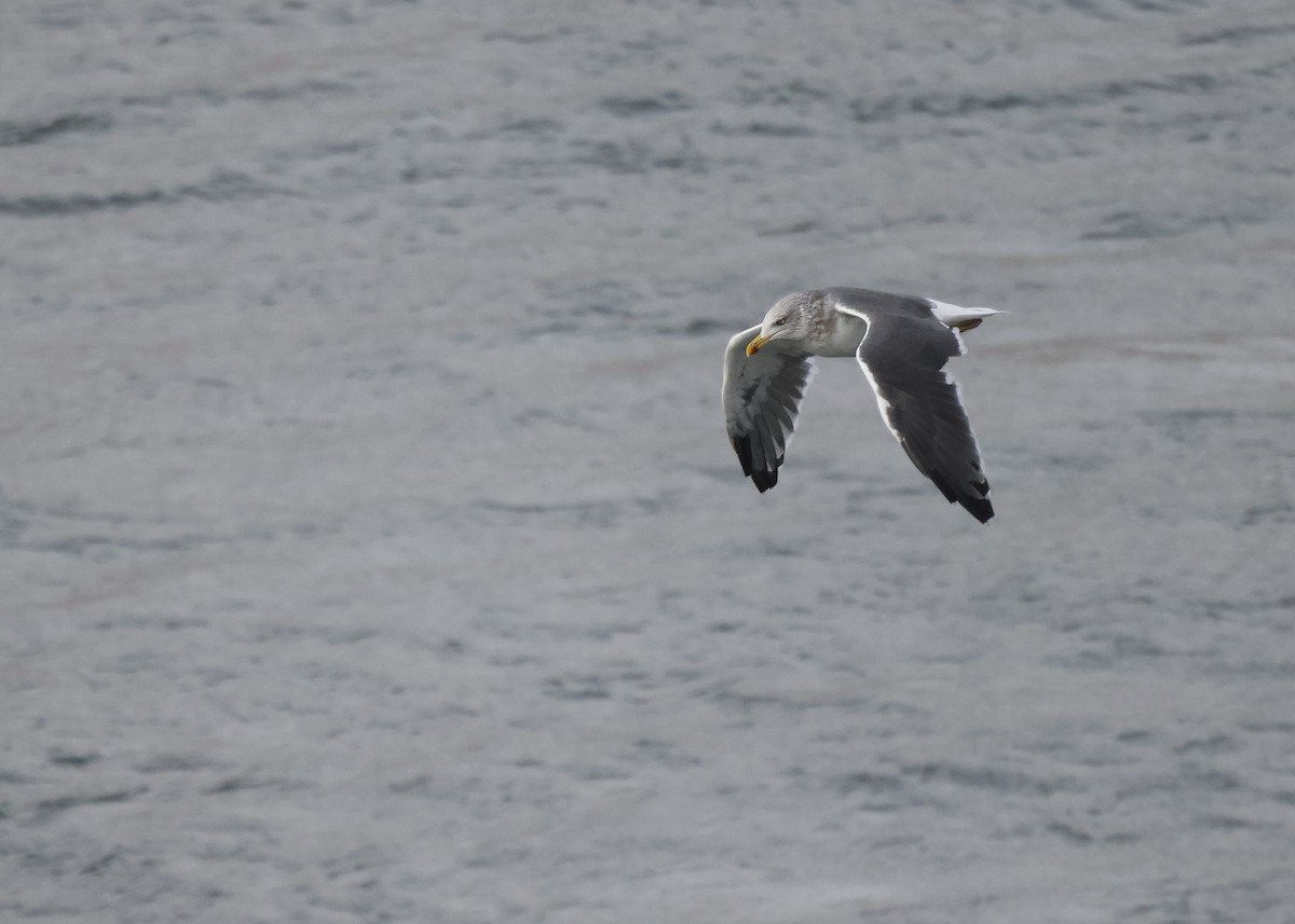 Lesser Black-backed Gull - Scott Ray