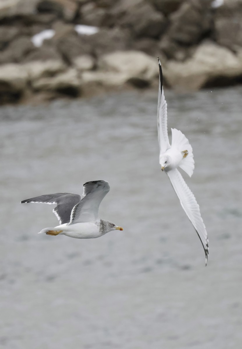 Lesser Black-backed Gull - Scott Ray