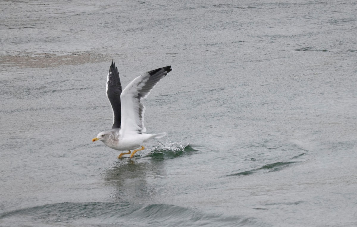 Lesser Black-backed Gull - Scott Ray