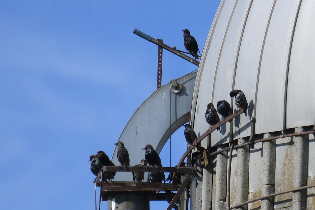 European Starling - ML507953051