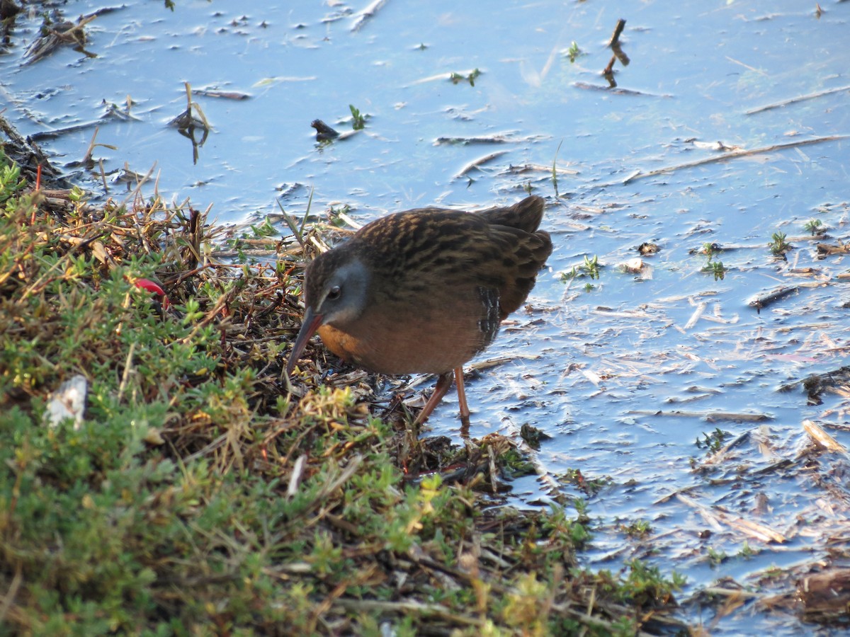 Virginia Rail - ML507953641