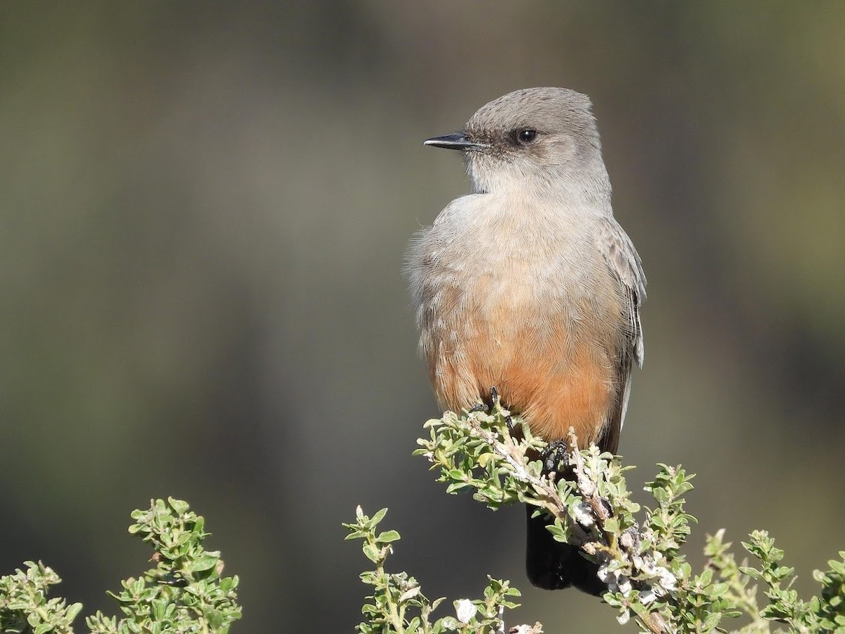 Say's Phoebe - ML507953651